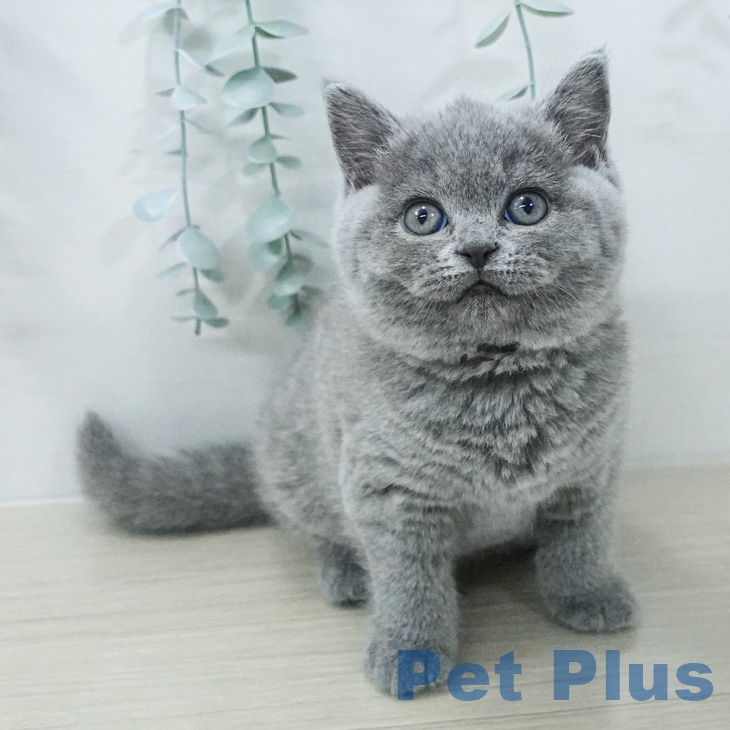 ブリティッシュショートヘア