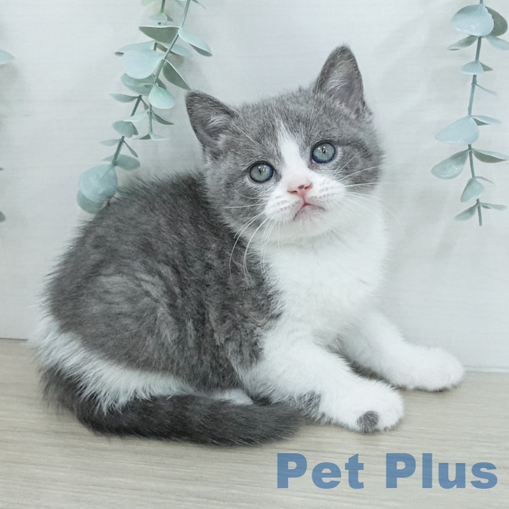 ブリティッシュショートヘアの写真2