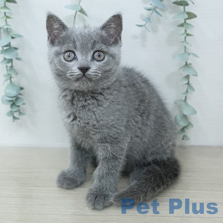 ブリティッシュショートヘア