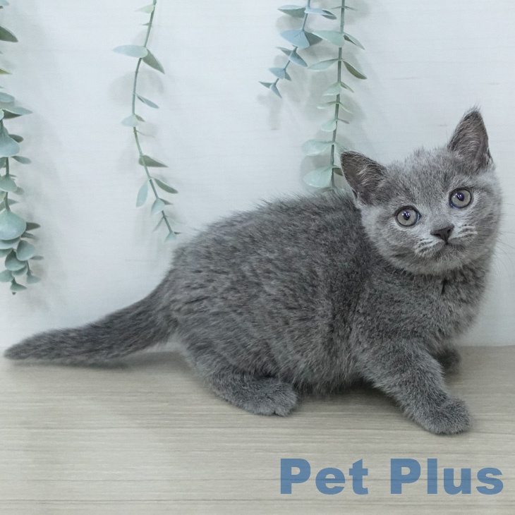 ブリティッシュショートヘアの写真2