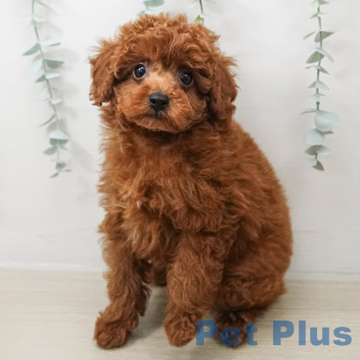 トイ・プードルの写真2