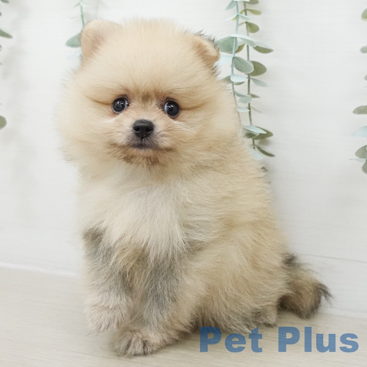ポメラニアンの写真2