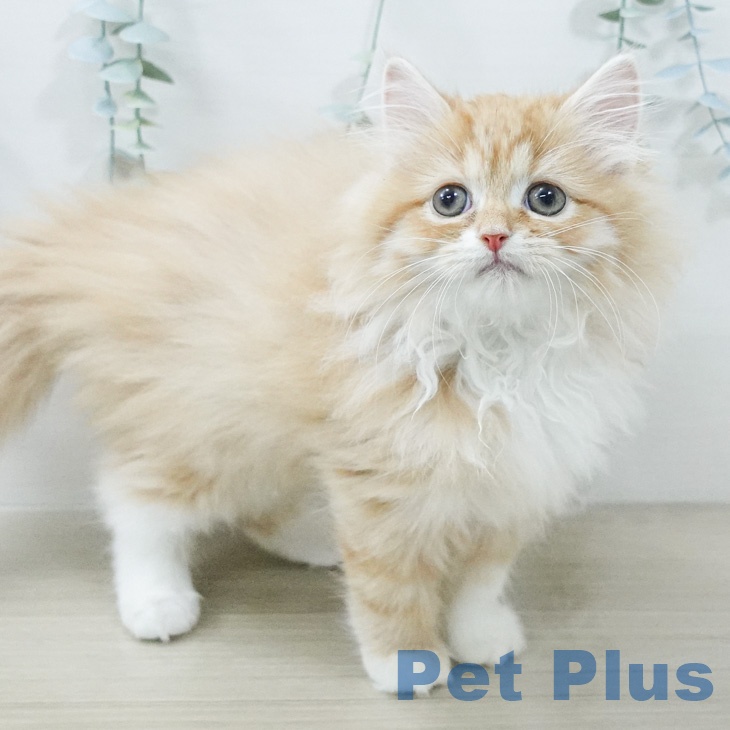 サイベリアンの写真2