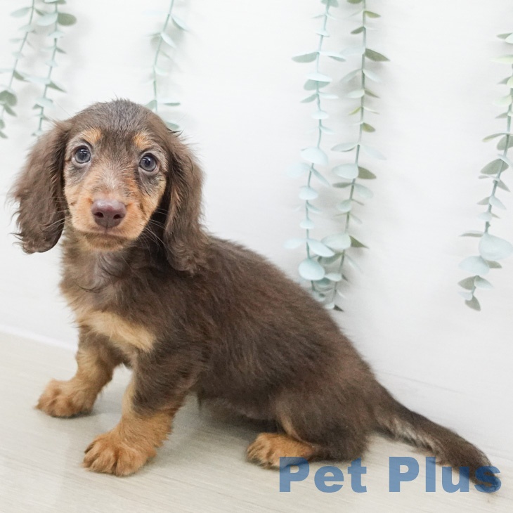 ミニチュア・ダックスフンドの写真2