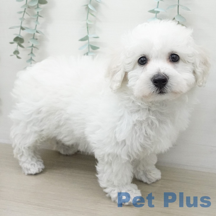 ビション・フリーゼ