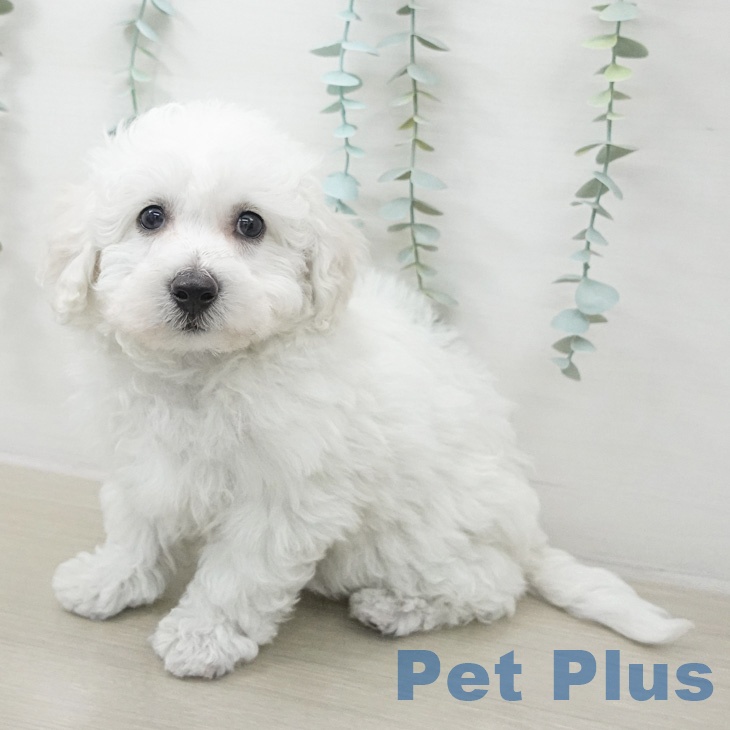 ビション・フリーゼの写真2