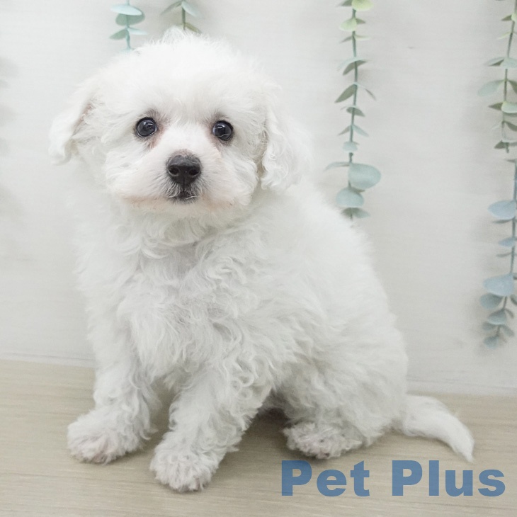 ビション・フリーゼ