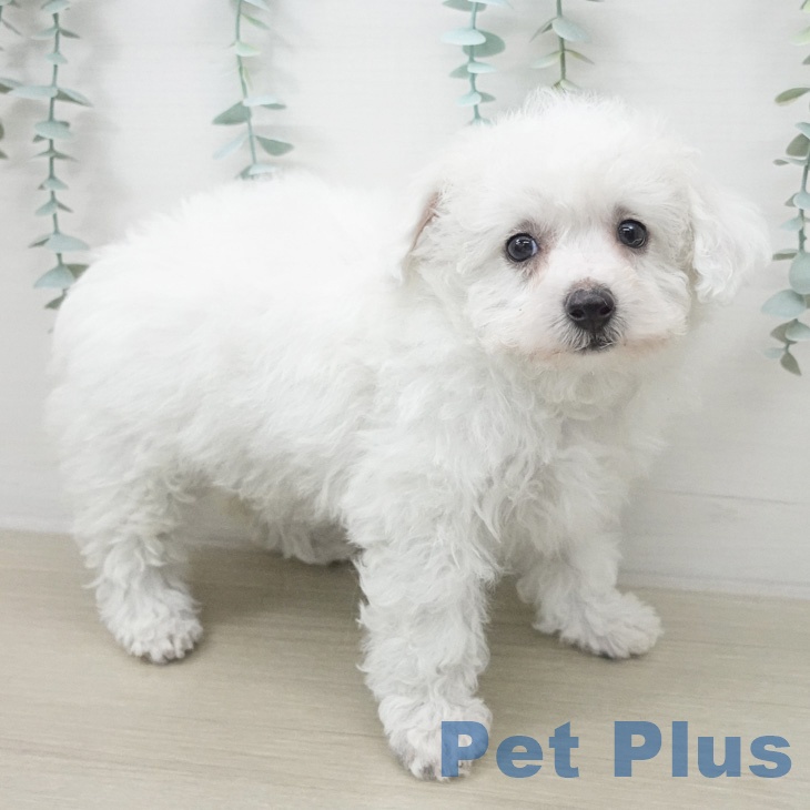 ビション・フリーゼの写真2