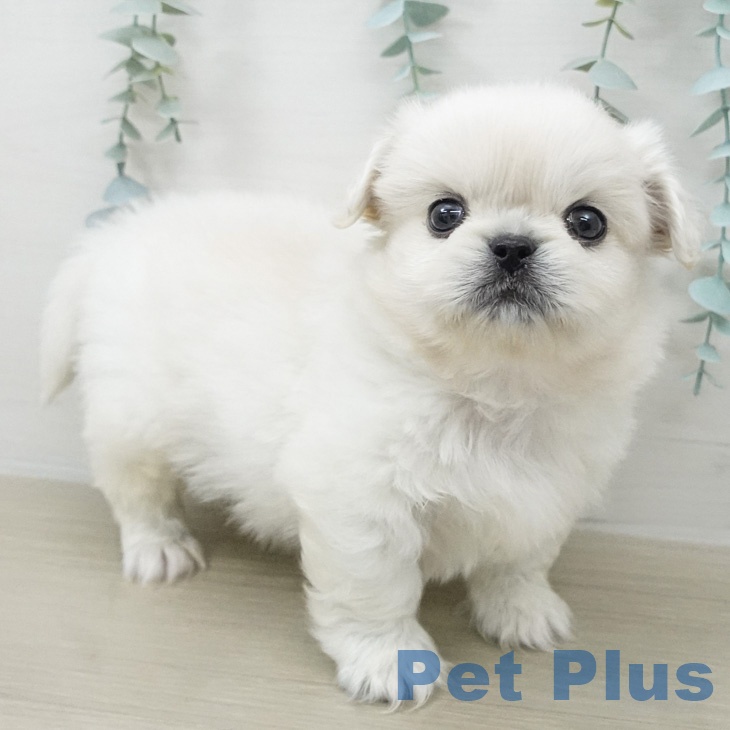 ペキニーズの写真2