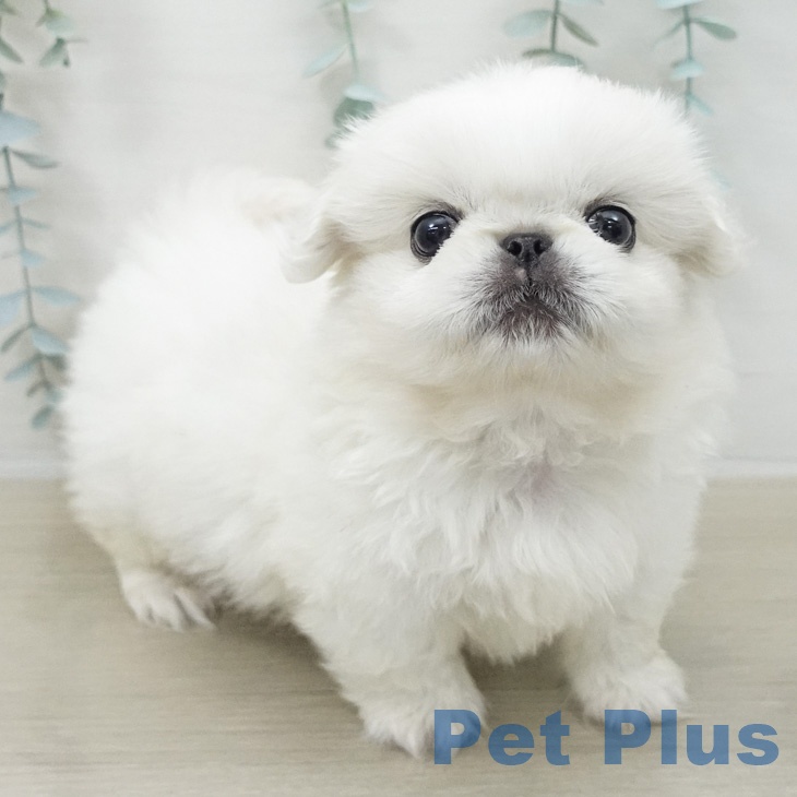 ペキニーズの写真2