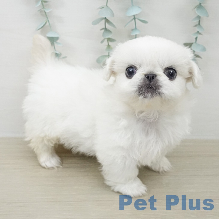 ペキニーズの写真2