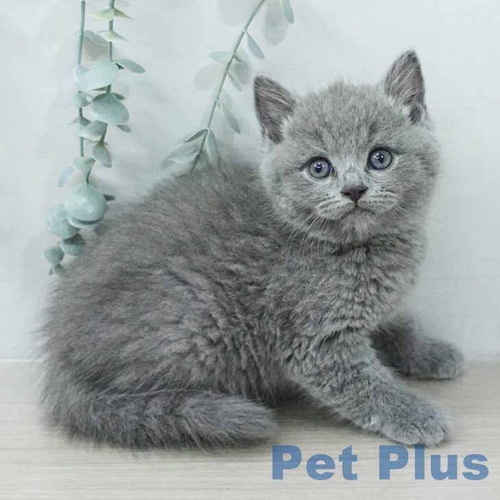 スコティッシュフォールド