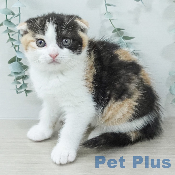 スコティッシュフォールドの写真2