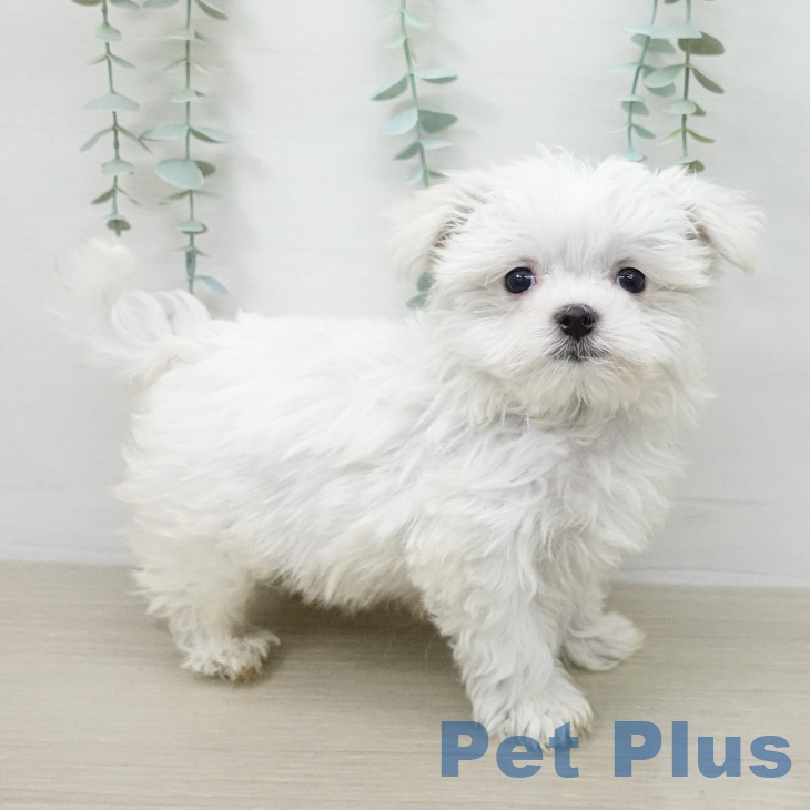 マルチーズの写真2