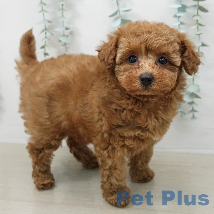 トイ・プードル