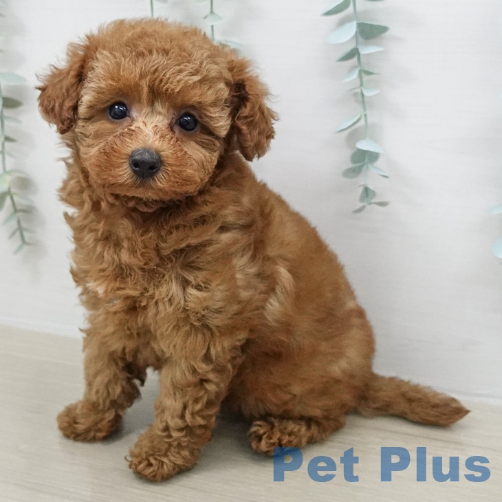 トイ・プードルの写真2