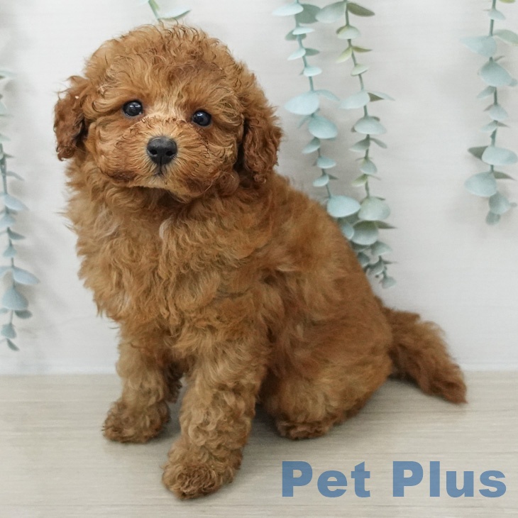 トイ・プードル