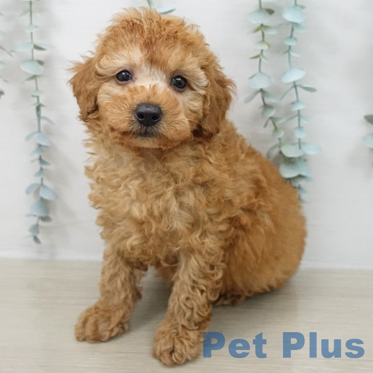 トイ・プードル