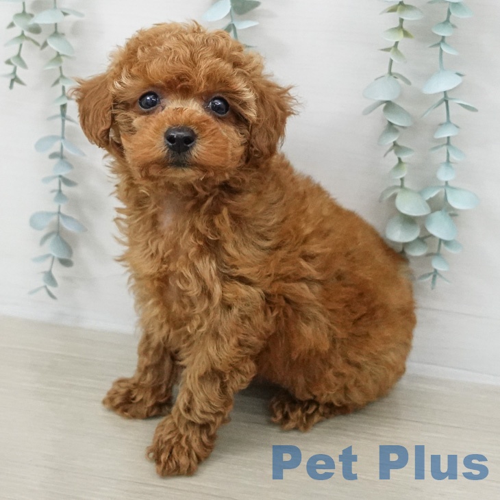 トイ・プードル