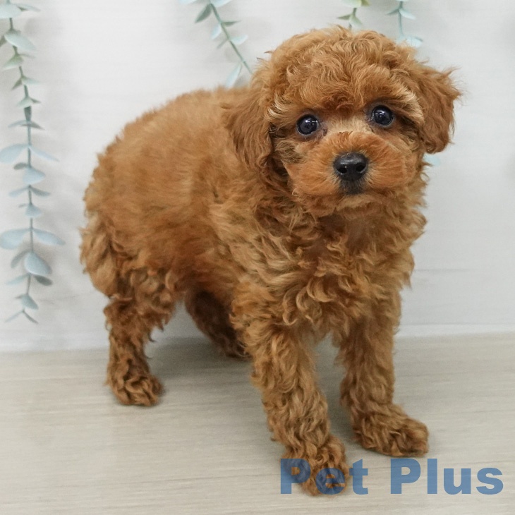 トイ・プードルの写真2