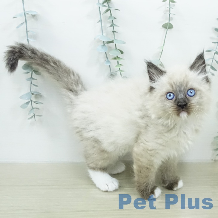 ラグドールの写真2