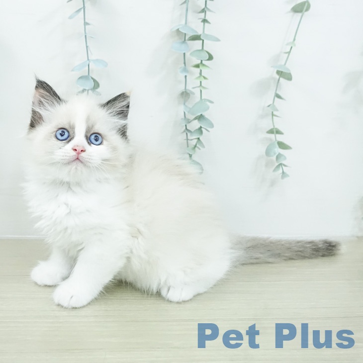 ラグドールの写真2