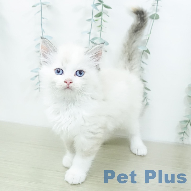 ラグドールの写真2