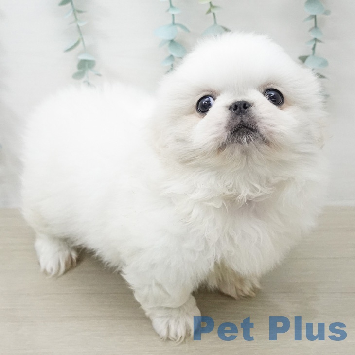 ペキニーズの写真2