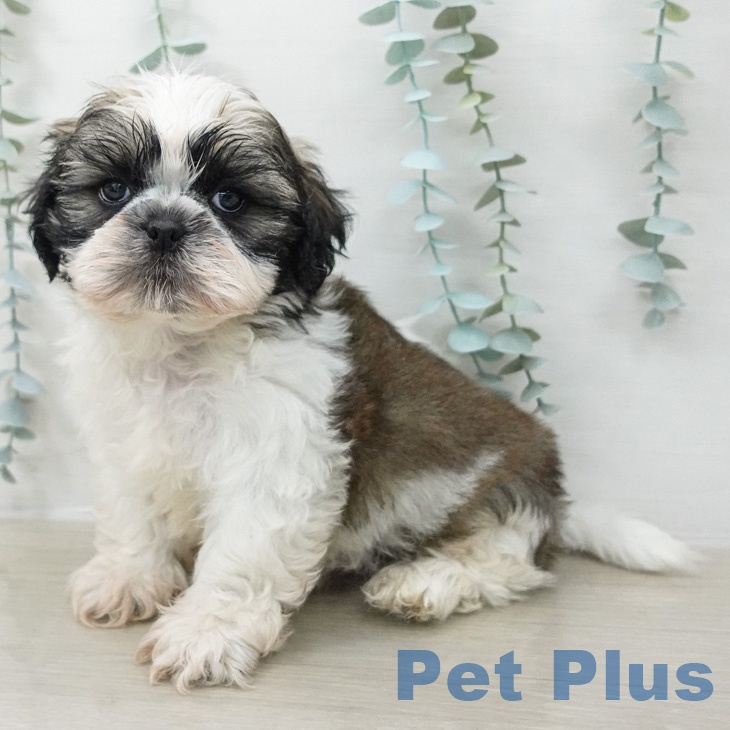 シー・ズー