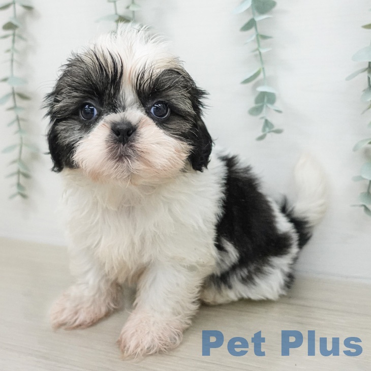 シー・ズーの写真2