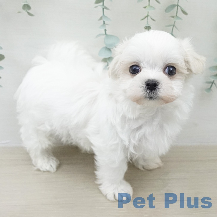 マルチーズの写真2