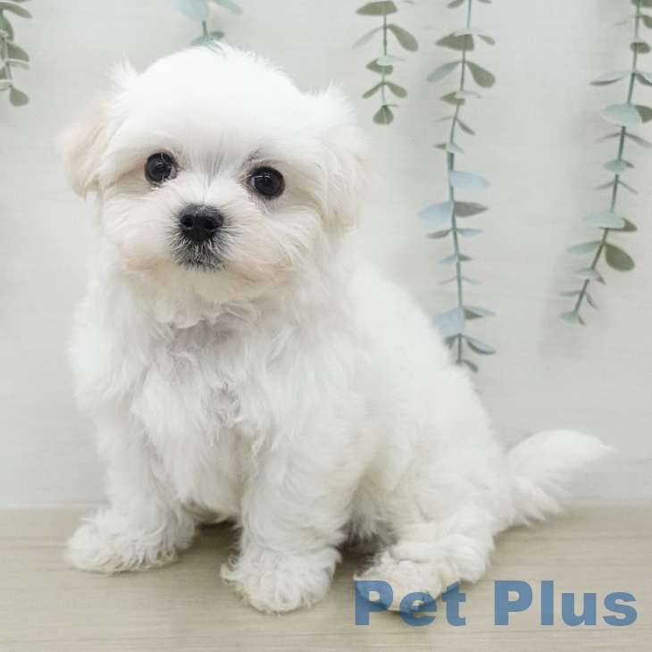 マルチーズの写真2