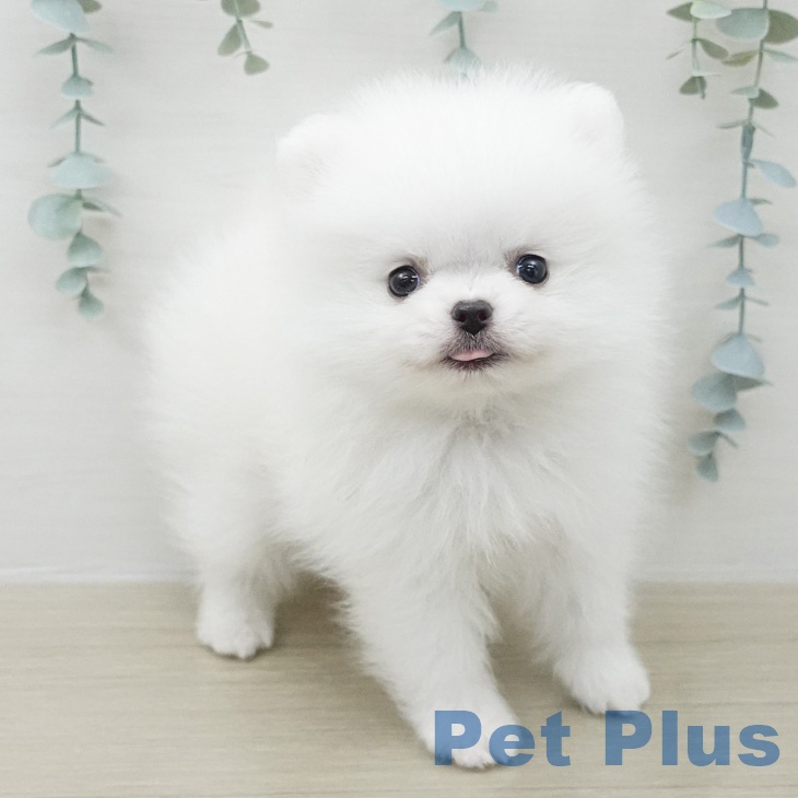 ポメラニアンの写真2