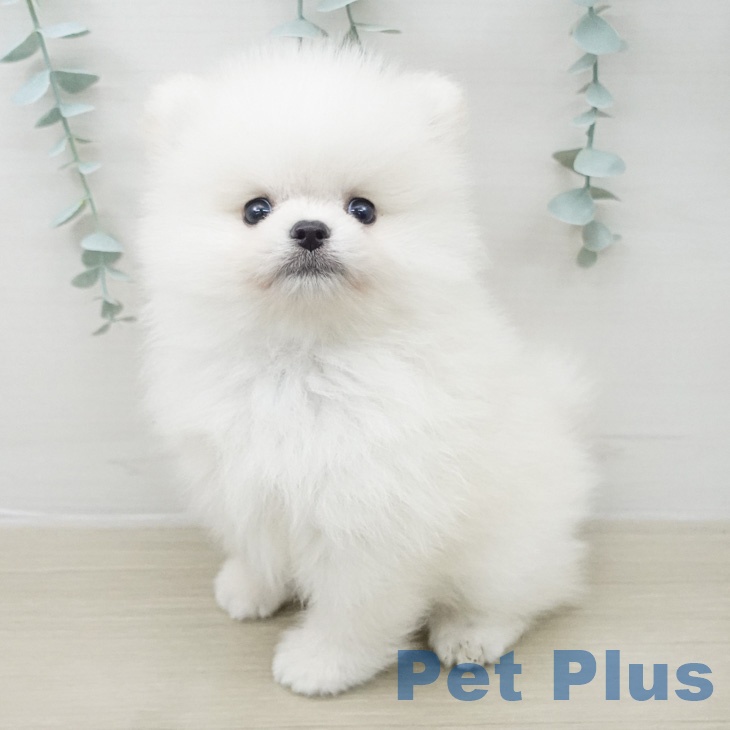 ポメラニアンの写真2