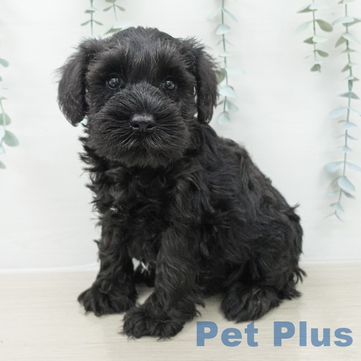 ミニチュア・シュナウザー