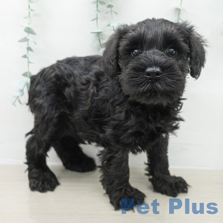 ミニチュア・シュナウザーの写真2