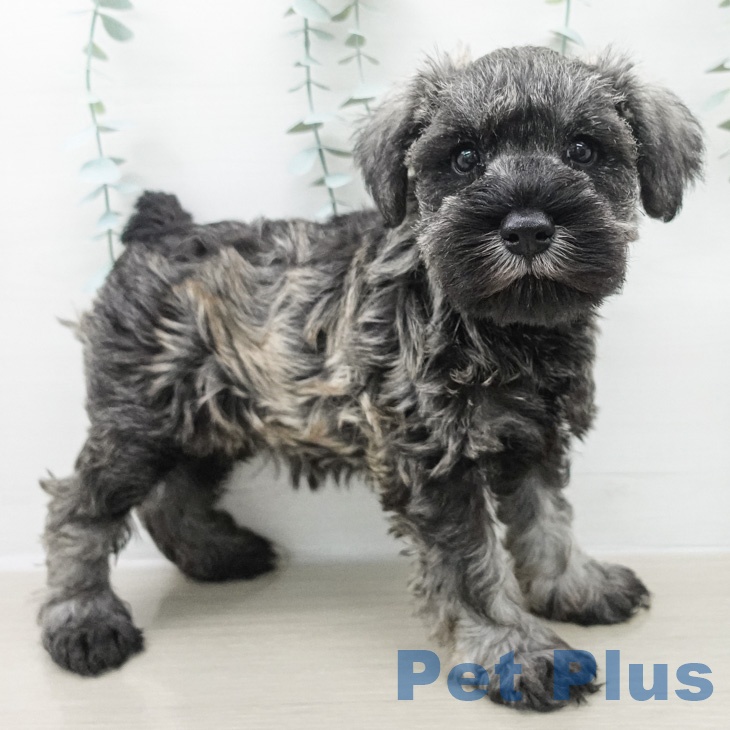 ミニチュア・シュナウザー