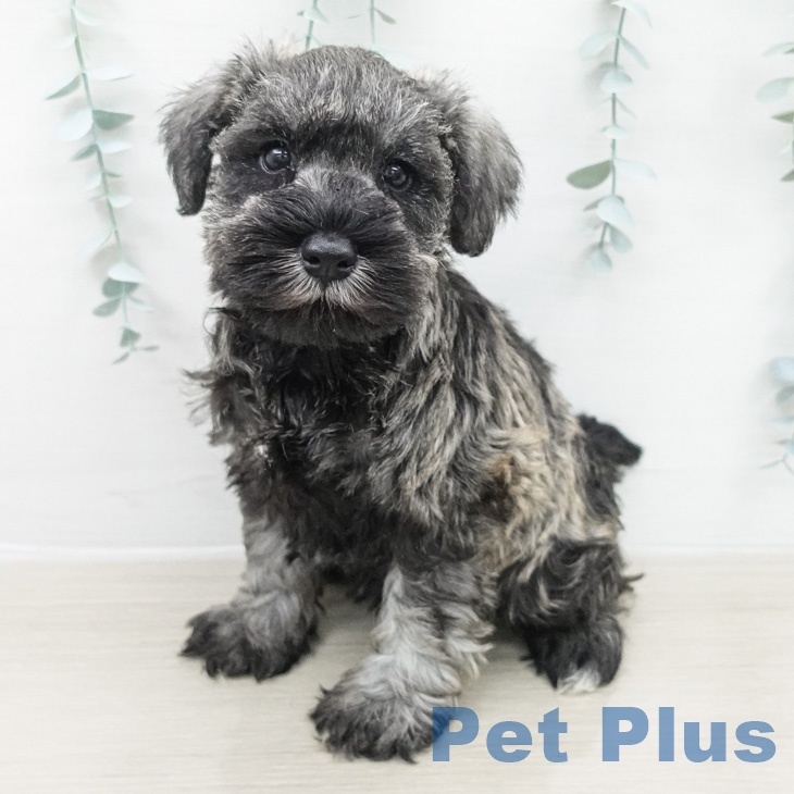 ミニチュア・シュナウザーの写真2