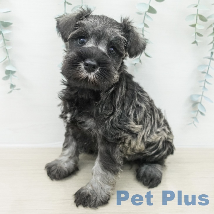 ミニチュア・シュナウザー