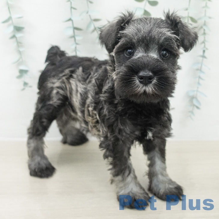 ミニチュア・シュナウザーの写真2