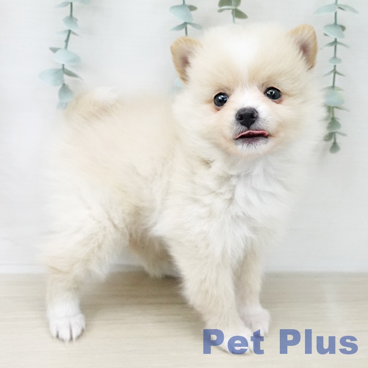ポメラニアンの写真2
