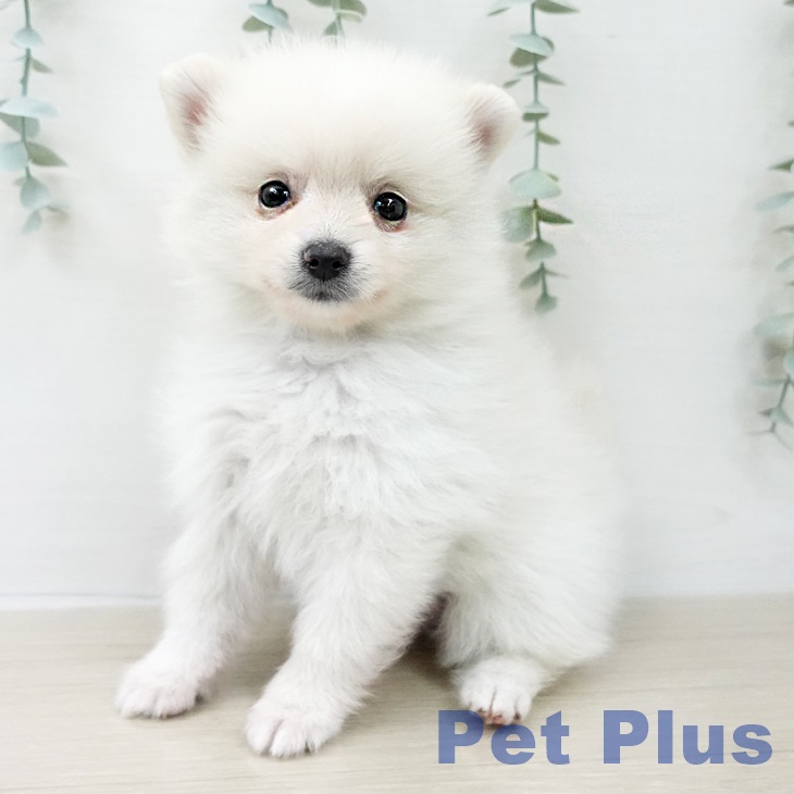 ポメラニアンの写真2