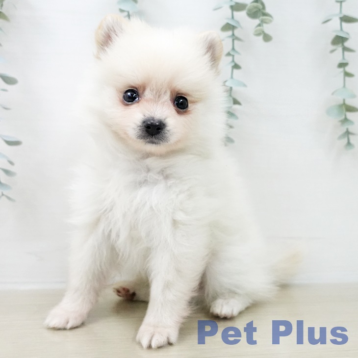 ポメラニアンの写真2