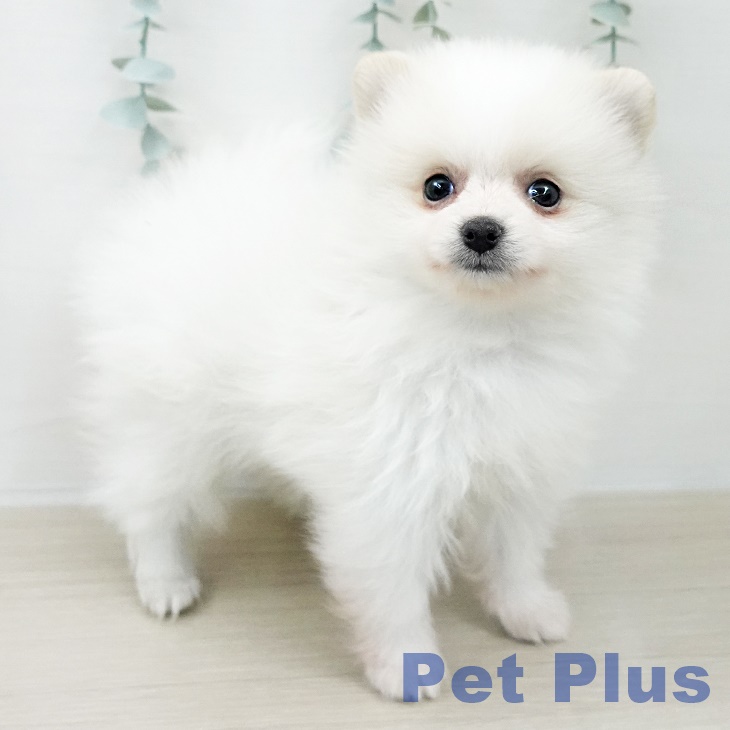 ポメラニアンの写真2