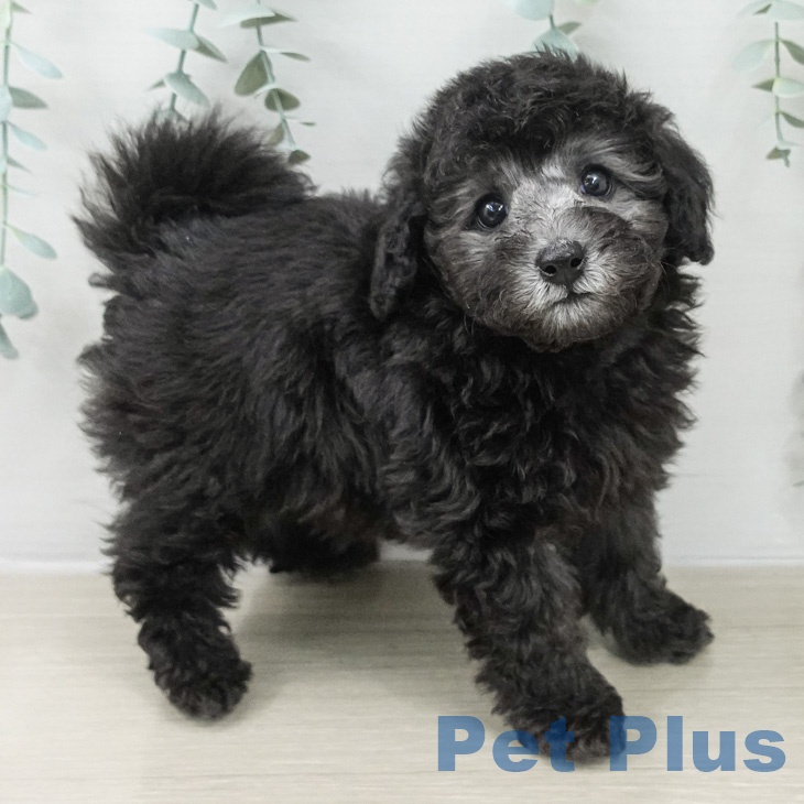 トイ・プードル