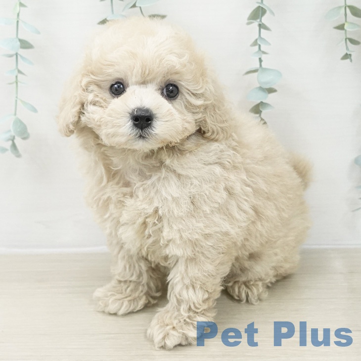 トイ・プードル