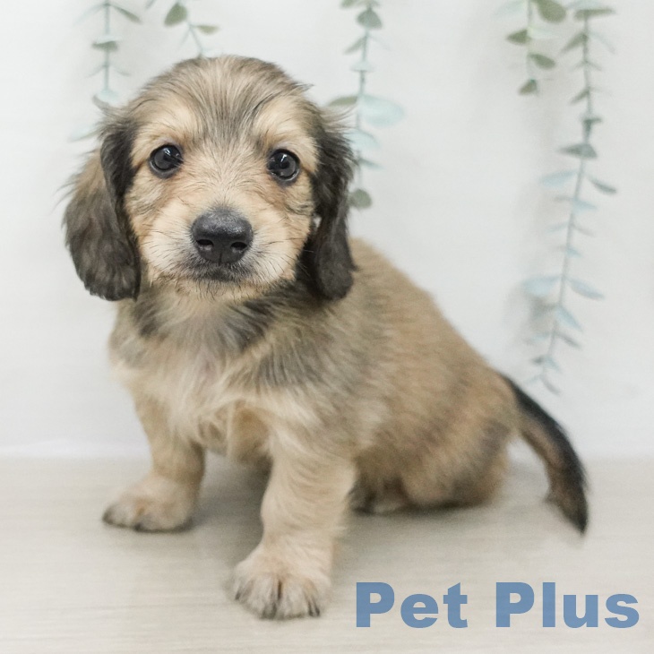 ミニチュア・ダックスフンド