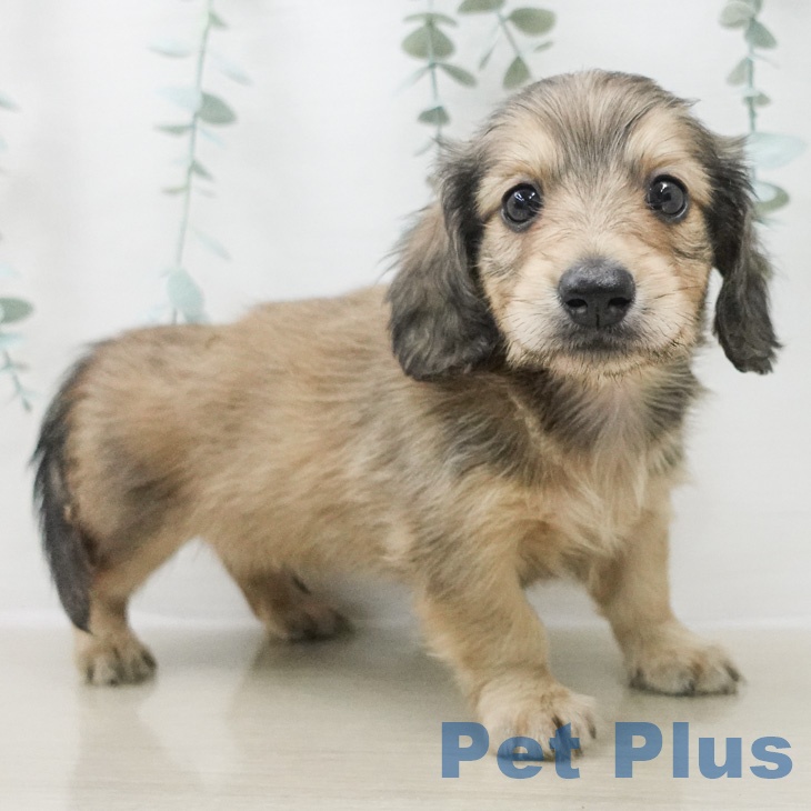 ミニチュア・ダックスフンドの写真2