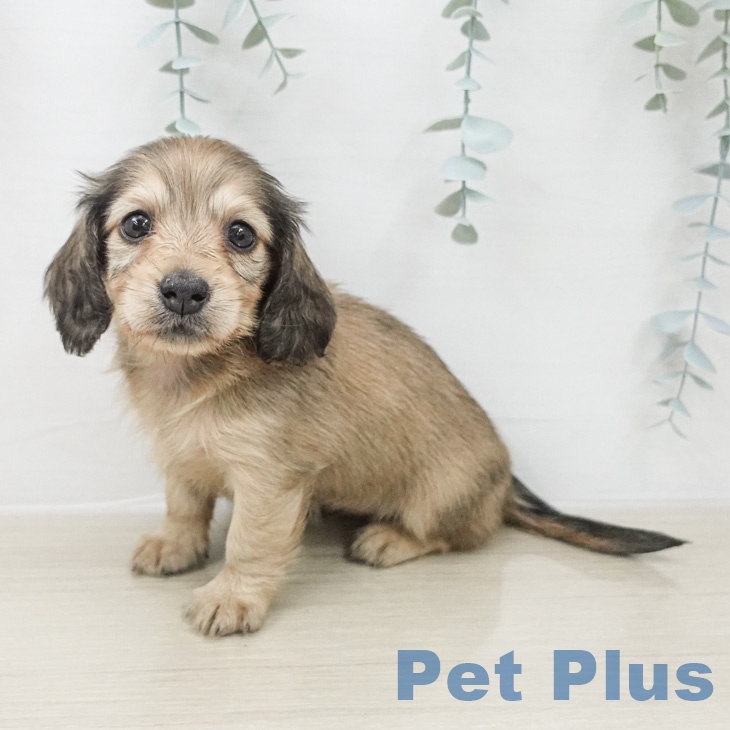 ミニチュア・ダックスフンド