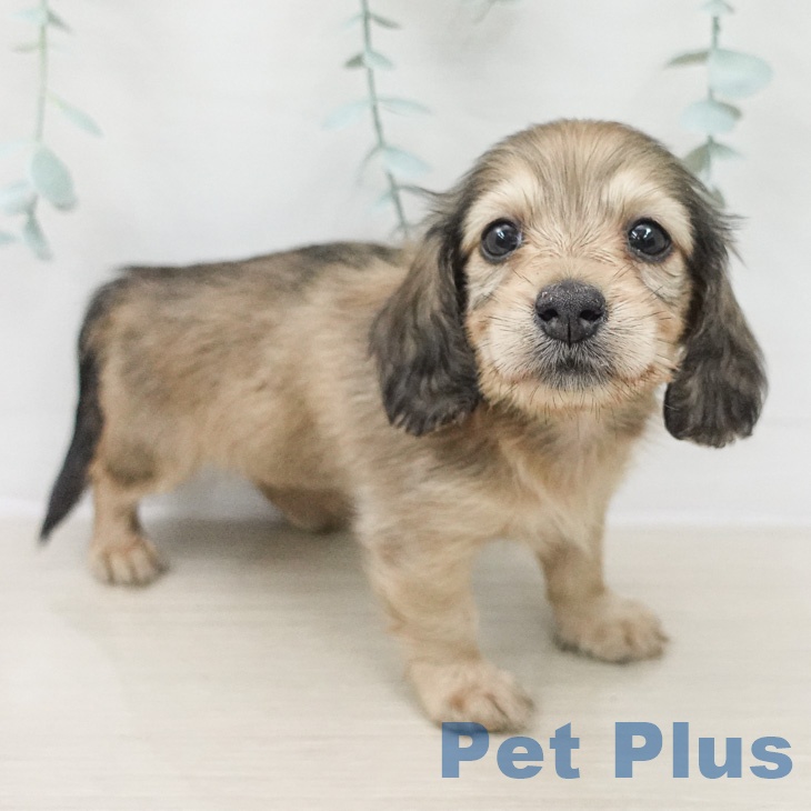 ミニチュア・ダックスフンドの写真2